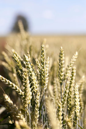 Agricultural field on which grow yellowed ripe wheat, on the tree grows