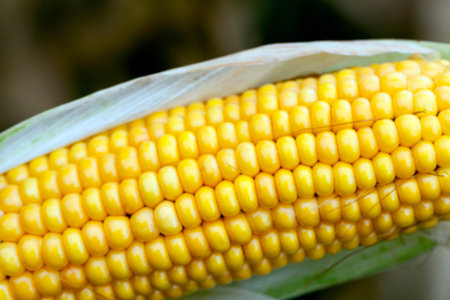 agricultural field where crops harvested mature corn yellowing, defocus