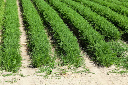 Agricultural field on which grow green young carrots, agriculture, farmingの写真素材