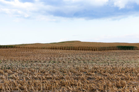 agricultural field, which collected mature corn crop, beveled yellowed stalks of a plant close up,...