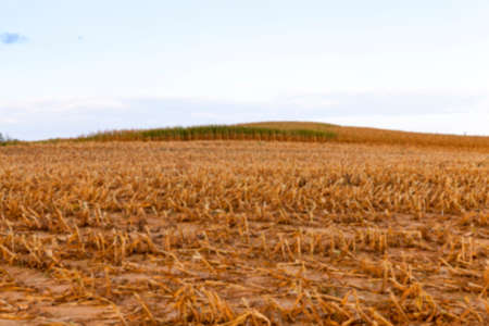 agricultural field, which collected mature corn crop, beveled stems plant closeup defocusの写真素材