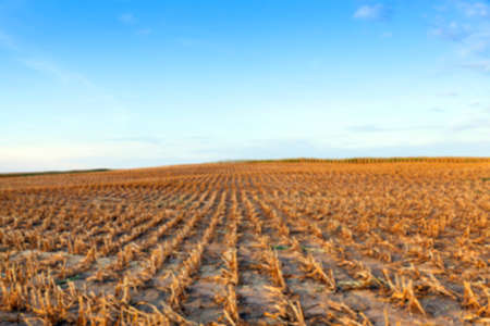 agricultural field, which collected mature corn crop, beveled stems plant closeup defocusの写真素材