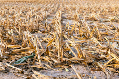 agricultural field, which collected mature corn crop, beveled stems plant closeup defocusの写真素材