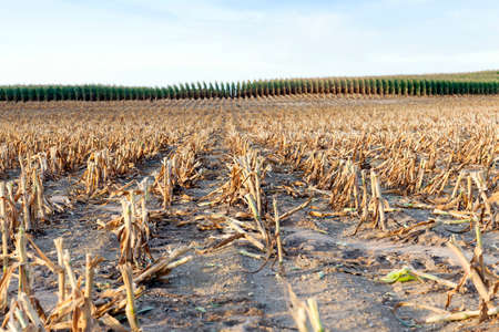 agricultural field, which collected mature corn crop, beveled yellowed stalks of a plant close up, the autumn season, blue sky,の写真素材