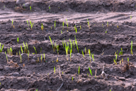 photographed close up young grass plants green wheat growing on agricultural field, agriculture, defocusの写真素材