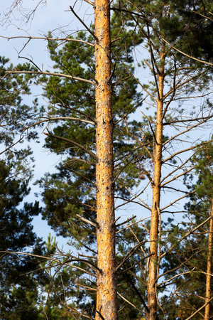 photographed close-up of the top of the pine trees that grow in the forest