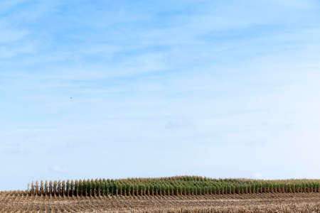 agricultural field, which collected mature corn crop, beveled yellowed stalks of a plant close up, the autumn season, blue sky,の写真素材