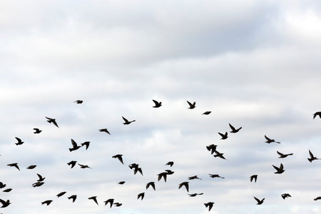 photographed close-up blue sky, in which a flock of birds flying, visible silhouettes, daytime,...