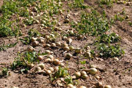 agricultural field where harvesting and onions, close upの写真素材