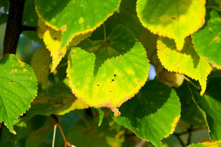yellowing leaves on the trees linden growing in the city park, autumn season, a small DOF,の写真素材