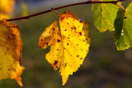 photographed trees and foliage in the autumn, the location - a park, defocusの写真素材