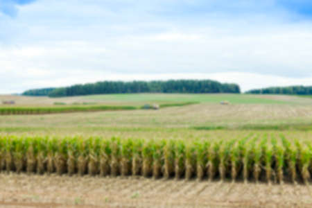 an agricultural field which started to harvest the ripe corn, autumn season, defocusedの写真素材