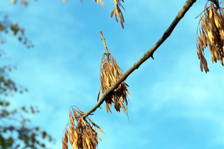 photographed trees and foliage in the autumn, the location - a park,