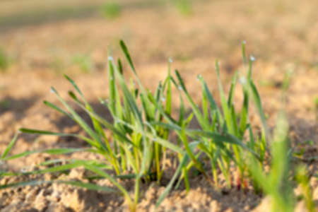 photographed close up young grass plants green wheat growing on agricultural field, agriculture, defocusの写真素材