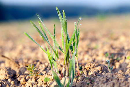 photographed close up young grass plants green wheat growing in the field of agriculture, Agricultureの写真素材
