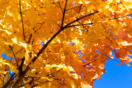 photographed trees and foliage in the autumn, the location - a park, defocus