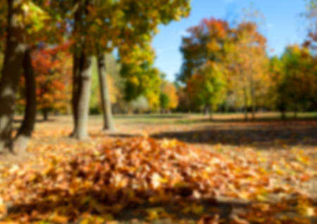 photographed trees and foliage in the autumn, the location - a park, defocusの写真素材