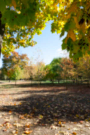 photographed trees and foliage in the autumn, the location - a park, defocusの写真素材