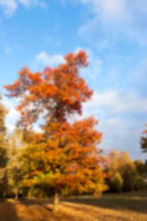 photographed trees and foliage in the autumn, the location - a park, defocusの写真素材