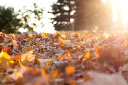 photographed trees and foliage in the autumn, the location - a park, defocusの写真素材