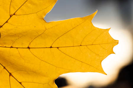 yellowing leaves on the trees growing in the city park, autumn season, a small DOF,の写真素材