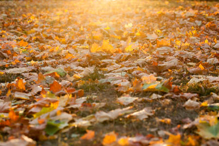 photographed trees and foliage in the autumn, the location - a park, defocusの写真素材