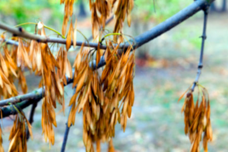 photographed trees and foliage in the autumn, the location - a park, defocus