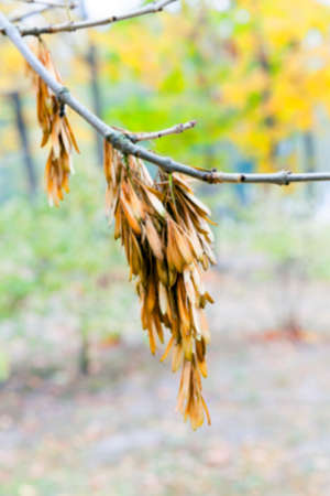photographed trees and foliage in the autumn, the location - a park, defocusの写真素材