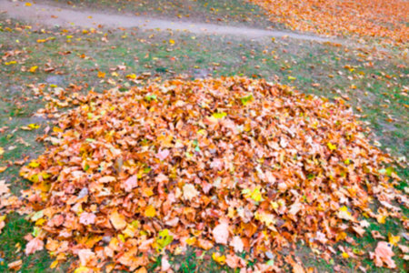 photographed trees and foliage in the autumn, the location - a park, defocus