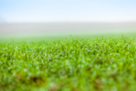 photographed close up young grass plants green wheat growing on agricultural field, agriculture,...