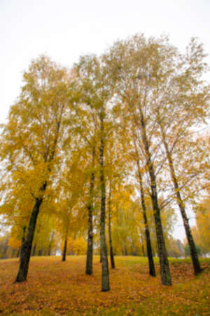 photographed trees and foliage in the autumn, the location - a park, defocusの写真素材