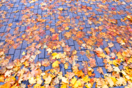 photographed trees and foliage in the autumn, the location - a park, defocusの写真素材