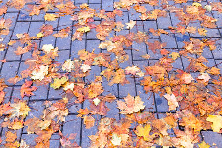 The fallen from the trees and lying on the sidewalk for pedestrians yellowed foliage of maple, autumn season, a small DOF,の写真素材