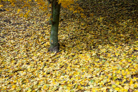 photographed trees and foliage in the autumn, the location - a park,の写真素材