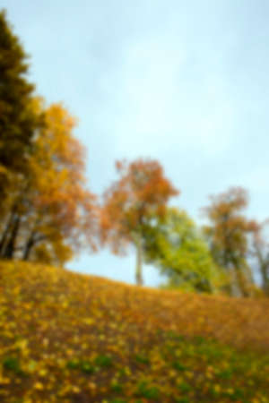 photographed trees and foliage in the autumn, the location - a park, defocusの写真素材