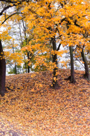 photographed trees and foliage in the autumn, the location - a park, defocusの写真素材