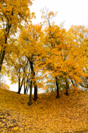 photographed trees and foliage in the autumn, the location - a park, defocus