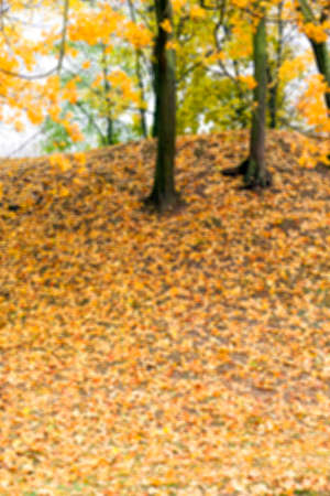 photographed trees and foliage in the autumn, the location - a park, defocusの写真素材