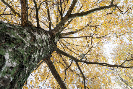 birch trees photographed during the autumn season in the city park, yellowed foliage, small DOP, Belarusの写真素材