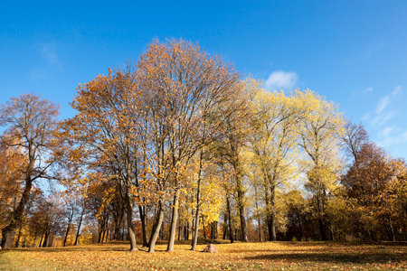 photographed close-up of yellowed and fell to the ground leaves of the trees, the sky,の写真素材