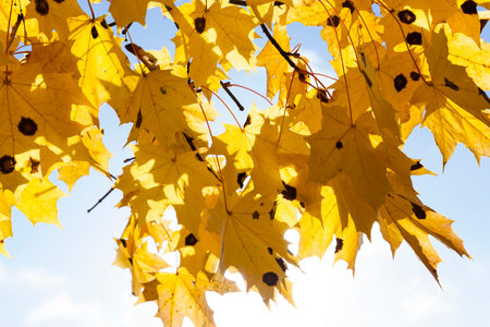photographed trees and nature in the autumn of the year, yellowed vegetation and trees