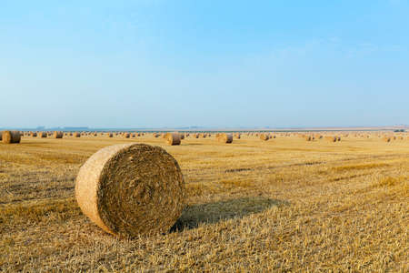 an agricultural field on which are laid out straw haystacks after the harvest of cereals, wheatの写真素材