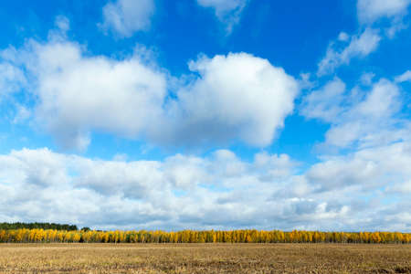 photographed trees and nature in the autumn of the year, yellowed vegetation and treesの写真素材