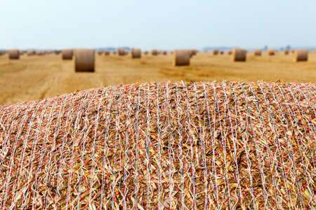 Agricultural field on which stacked straw haystacks after the wheat harvestsの写真素材