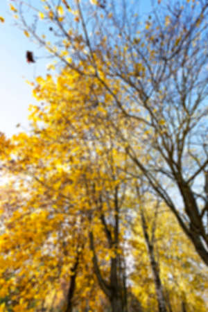 photographed close-up of yellow leaves on the birch tree in autumn season, defocusの写真素材