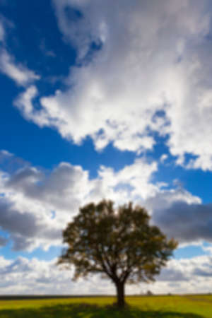 photographed trees and nature in the autumn of the year, yellowed vegetation and trees, defocusedの写真素材