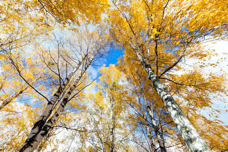 photographed close-up of yellow leaves on the top of a birch tree in autumn seasonの写真素材