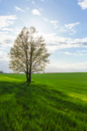photographed trees and nature in the autumn of the year, yellowed vegetation and trees, defocused