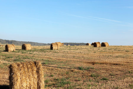 a stack of wheat straw, which is in the field after harvest