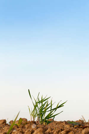 photographed close up young grass plants green wheat growing in the field of agriculture, Agricultureの写真素材